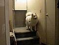 White Dog Can Jump (463KB)